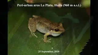 Johnstone&rsquo;s whistling frog Eleutherodactylus johnstonei in Colombia