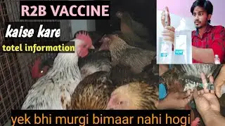 murgi ko r2b vaccine karne ka sahi tarika | bimari se bacho