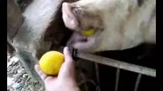 pig eating lemon
