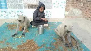 👉 😱 Jab Is Chhoti Ladki Ne Langur Ko Haath Se Chane Khilaye&hellip; Sab Chup Ho Gaye 🐒❤️