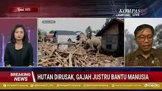 Kontroversi Gajah Sumatera Jadi Bantu Penanganan Pasca Bencana Begini Resposns WWF Indonesia