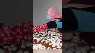 How are button mushrooms grown on farms? #shorts
