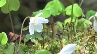 Wildflowers of Ireland (Irelands most beautiful flower )