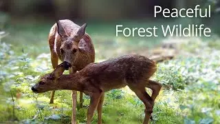 1 Hour of Peaceful European Forest Wildlife 🦌 | Deer, Birds & Natural Sounds (No Music)