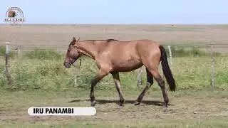 SAN FRANCISCO RP 55 IRU PANAMBI