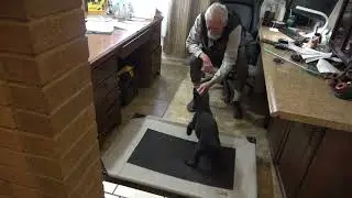 Training a dog to lie down