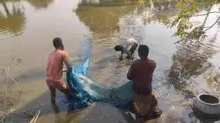Village Pond traditional fishing video #villagelife 