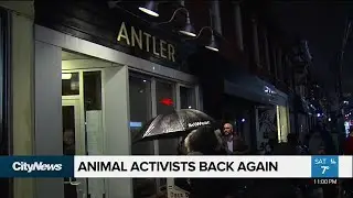Animal activists return to protest west end restaurant