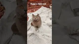 Триха за любой кипиш😻 #кошкатриша #cattricia  #cat #funnycats #красиваякошка #cute #веселыекоты #кот