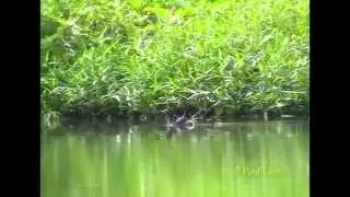 A little grebe family and nature watch in Singapore (Feb to Apr 2009)