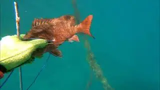 Mangrove snapper ang nahuli ko lahat mga lods salamat lord