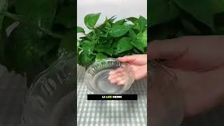 Secret Plant Hacks! 🌿 Egg Water, Sugar Water & More for Fast Growth!|| #viralvideo  #gardeninghacks