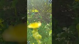 أجمل التلاوات الهادئة من مسجد الهداية بالقبة من سورة آل عمران Quran from Algeria