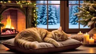 Сон милого котика