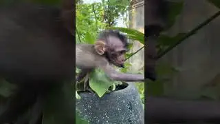 So small monkey