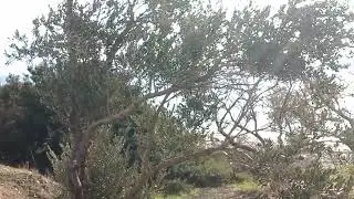 09-12-2022 Votsalakia (= Ciottoli), Samos, Greece