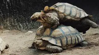 Turtle mating -and egg-laying -giving birth-