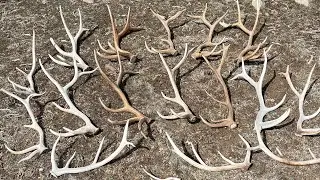 Giant Brown Elk Sheds in Utah 2022 Part 2