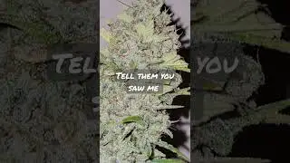 ORANGE CANDY #AUTOFLOWERING FEMINIZED.                    #HEMP EDUCATION  #cannabisseeds