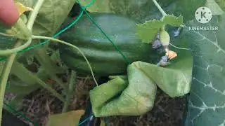 US లొ పెరటి తొట Kitchn garden tour in USA #GARDENING#trending #new 