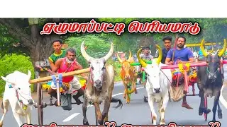 சிவகங்கை மாவட்டம் ஏழுமாப்பட்டி பெரியமாடு நேரலை 30k பந்தயம்