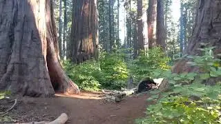 A quick walk through a Grove of 1200 year old trees #withme