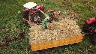 Maize Silage Harvesting Process in Kiambu, Kenya by Endless Africa Limited