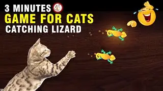 CATCH LIGHT UP LIZARD CAT GAME TO WATCH &ndash; CAT GAME LIZARD &ndash; GAME FOR CATS