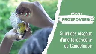 Projet PROSPOVERG : Suivi de la faune d'une forêt sèche de Guadeloupe