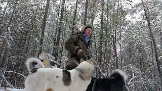 Дневник охотника. Бабочки в октябре. День 17-ый.