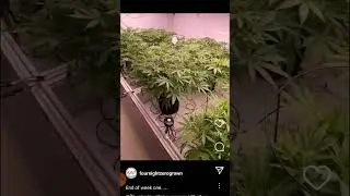 Slim 650S Grow Room - @FourEightZeroGrown on ig - Drip irrigation