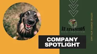 At Attention Dog Training: Company Spotlight