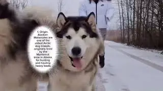 Alaskan Malamute:An Arctic Dog Breed