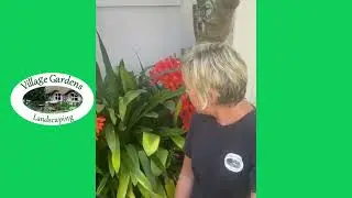 Clivia propagation - How to propagate Clivia?