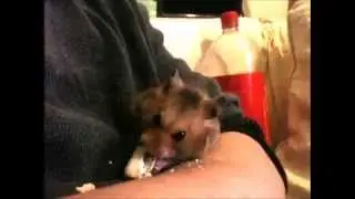Hamster Stuffing His Cheeks