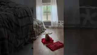 Pet Blankets Are A Scam!? #shorts #cats
