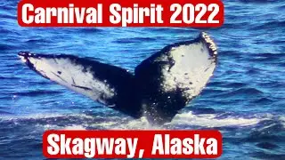 Carnival Spirit Alaska Cruise-September 13-20, 2022-Amazing Whale Watching Excursion