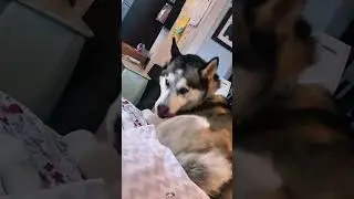 Every time the dog turns back in shock🐶🤣#doglover #funnydog #dogsoftiktok #doglife