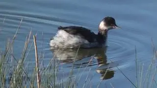 Black-Necked Grebe