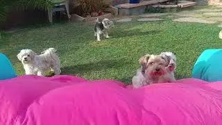 Pups at play on their new jump House 