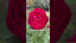The Mystery Rose 3 - If You Know Her Name #rose #garden #rosegarden #redrose