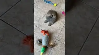 Берта в ударе)) малышка в поиске нового дома🥰инст love.mini.pets #питомникшпицев