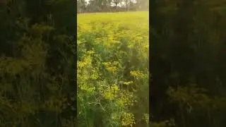 સોઆ