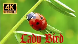 Ladybird  bug 4K