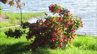 red bush in the wind