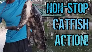 How to catch BROWN BULLHEAD CATFISH!!! | Catch and Cook Catfish