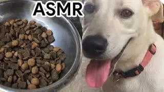 Dog Food ASMR | The PAWmazing Friends