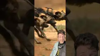 Африканские дикие собаки СТРАШНЫ