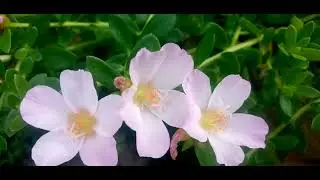  බලන්න 😄ඔයාලා කළේ මේ විදියටද#@🌿මල් පිස්සුවට පිළියම්