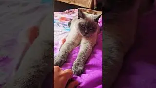 You need to loosen up and have some fun. British shorthair colorpoint.